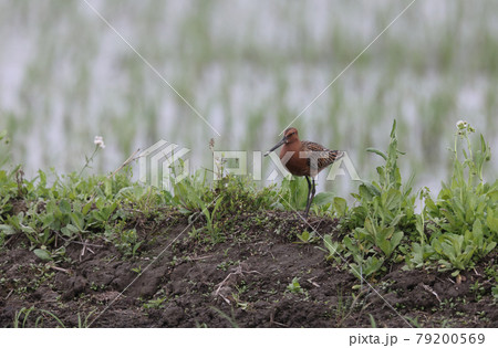 畦に止まる夏羽のシベリアオオハシシギ 畦に止まる夏羽のシベリアオオハシシギ 79200569