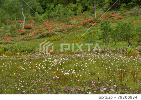 高原に鮮やかに咲くレンゲツツジ 79200924
