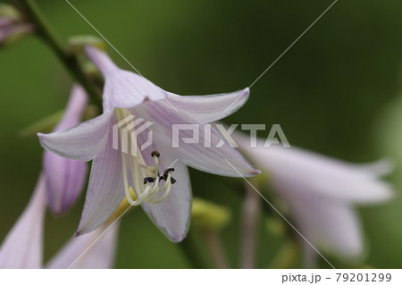 初夏の公園に咲く薄ピンク色のギボウシの花 79201299