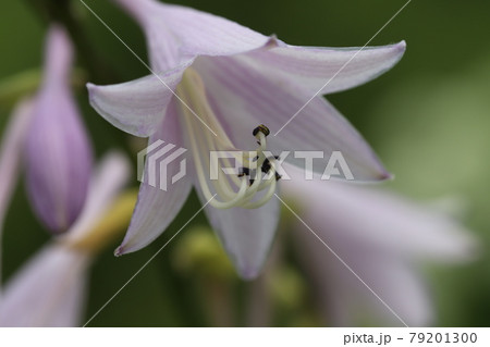 初夏の公園に咲く薄ピンク色のギボウシの花 79201300