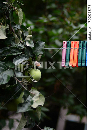 Clothespins on a rope hanging outside house and apple tree 79201378