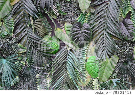 Tropical green leaves background, fern, palm and Monstera Deliciosa leaf on wall 79201413