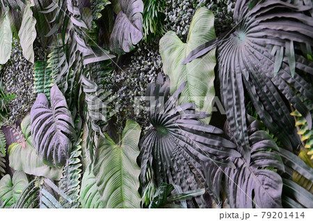 Tropical green leaves background, fern, palm and Monstera Deliciosa leaf on wall 79201414