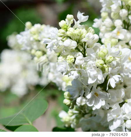 Branches of white lilac and green leaves. Blooming branch of lilac 79201420