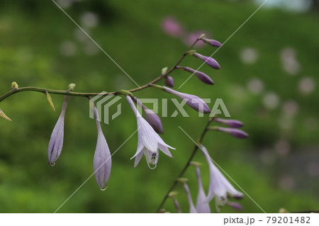 初夏の公園に咲くギボウシの薄紫色の花 79201482