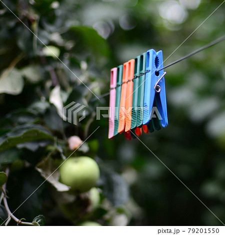 Clothespins on a rope hanging outside house and apple tree 79201550
