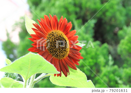 大輪の赤いヒマワリ 79201631