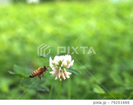 シロツメクサの花に近寄るミツバチ 79201666