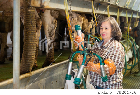Elderly woman farmer cow milking with milking equipment 79201726