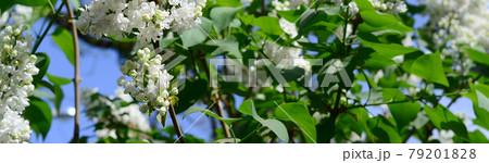 Branches of white lilac and green leaves. Blooming branch of lilac 79201828