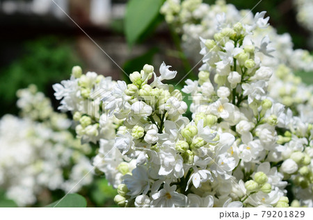 Branches of white lilac and green leaves. Blooming branch of lilac 79201829
