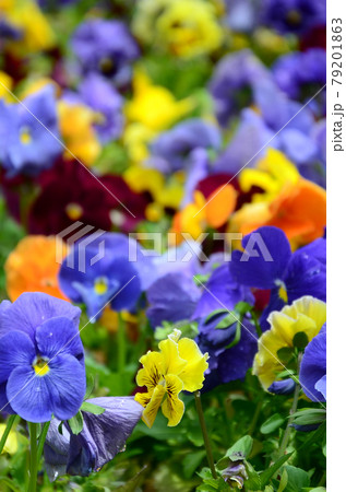Multicolor pansy flowers or pansies close up as background or card Multicolor pansy flowers or pansies close up as background or card 79201863