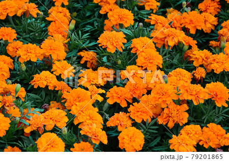A large number of beautiful bloomed yellow marigolds in an open air flowerbed A large number of beautiful bloomed yellow marigolds in an open air flowerbed 79201865