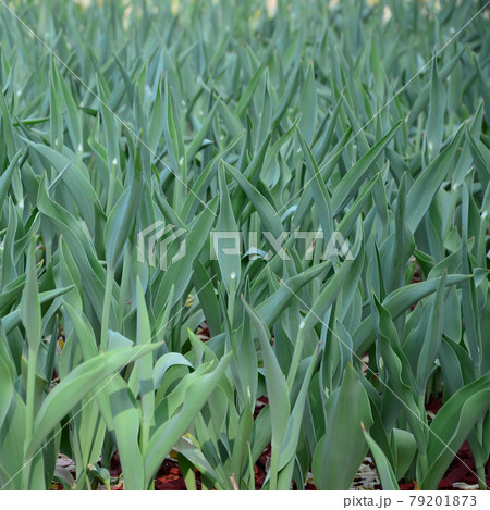 Lots of green stems from red tulips grow in a flowerbed 79201873