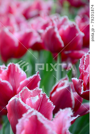 Picture of beautiful tulips on shallow deep of field close up 79201874