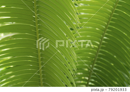 sago palm, botanical name Cycas revoluta, seen trough dark green leaves 79201933