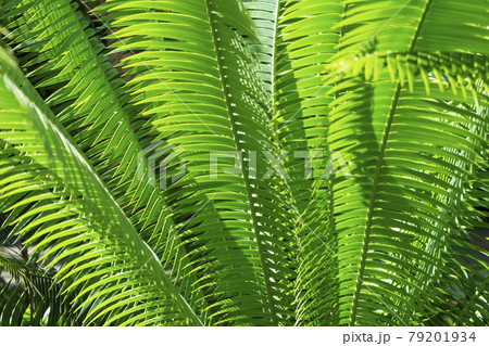 sago palm, botanical name Cycas revoluta, seen trough dark green leaves 79201934
