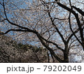 桜を眺めて 79202049