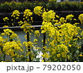 菜の花 79202050