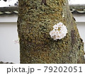 幹に咲く桜 79202051