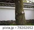 幹から桜 79202052