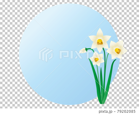 白い水仙のベクターイラスト 79202085