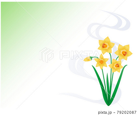 黄色の水仙　ベクターイラスト 79202087