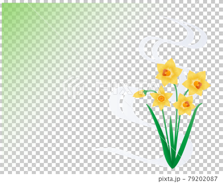 黄色の水仙　ベクターイラスト 79202087