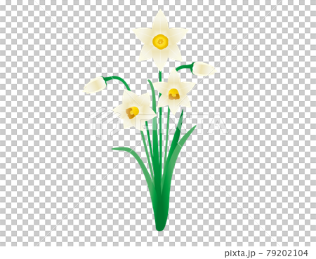 Vector illustration of white daffodils Vector illustration of white daffodils 79202104