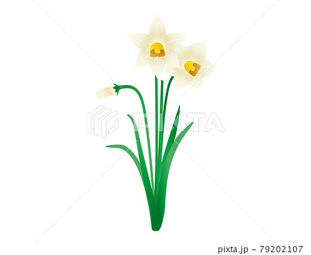 白い水仙のベクターイラスト 79202107