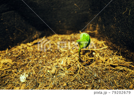 発芽 枝豆 屋内栽培 79202679