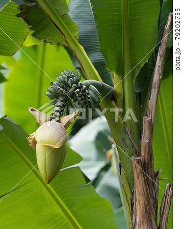 バショウ 79202735