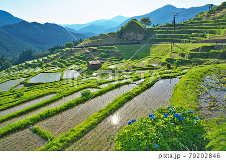 【丸山千枚田】 三重県熊野市紀和町丸山 79202846