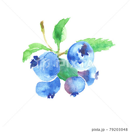 水彩で描いたブルーベリーのイラストのイラスト素材