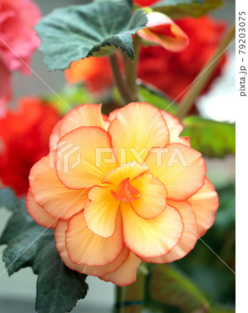 ベゴニアの花 ベゴニアの花 79203075