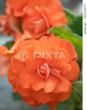 ベゴニアの花 ベゴニアの花 79203077