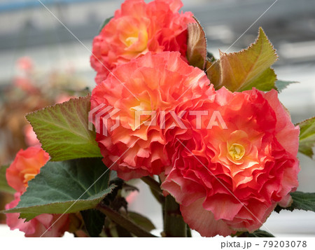 ベゴニアの花 ベゴニアの花 79203078