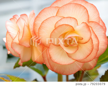 ベゴニアの花 79203079