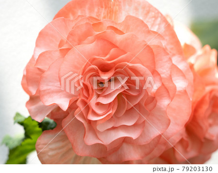 大輪のベゴニアの花 79203130