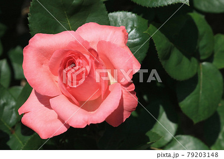 ピンクパンサー 薔薇 の写真素材