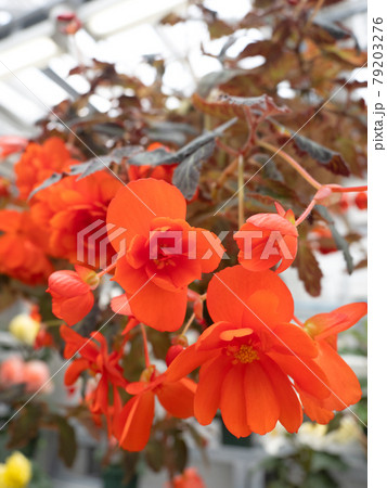 ベゴニアの花 ベゴニアの花 79203276