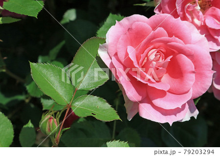 ケアフリーワンダー（薔薇） 79203294