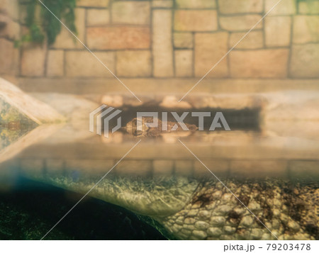 Crocodile display in Aquarium Crocodile display in Aquarium 79203478