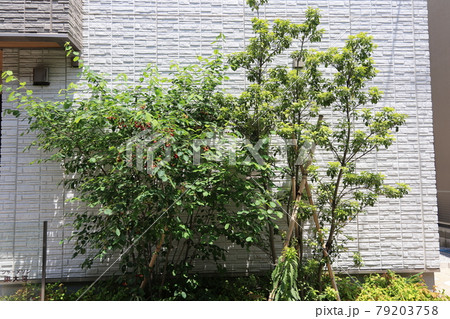 マンション前の小さな植え込みの風景 マンション前の小さな植え込みの風景 79203758