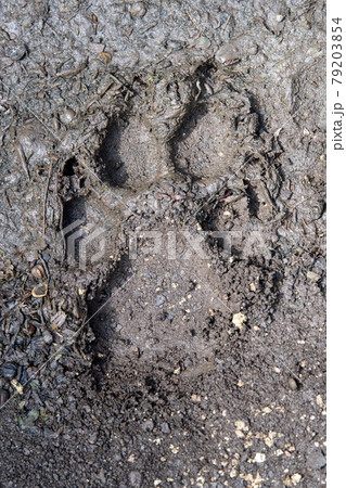 Wolf, canis lupus, paw footprints in mud 79203854