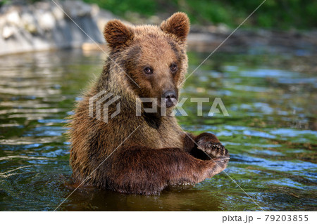 Wild Brown Bear on pond in the summer forest. Animal in natural habitat. Wildlife scene Wild Brown Bear on pond in the summer forest. Animal in natural habitat. Wildlife scene 79203855