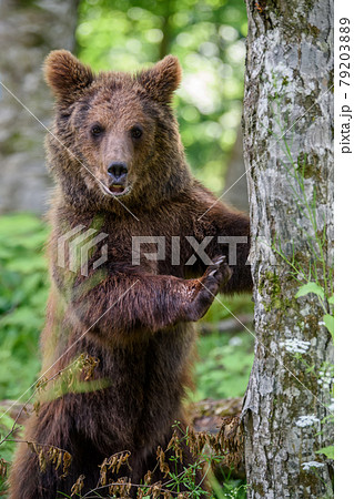 Wild Brown Bear leans against a tree in the summer forest. Animal in natural habitat. Wildlife scene Wild Brown Bear leans against a tree in the summer forest. Animal in natural habitat. Wildlife scene 79203889