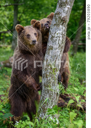 Wild Brown Bear leans against a tree in the summer forest. Animal in natural habitat. Wildlife scene Wild Brown Bear leans against a tree in the summer forest. Animal in natural habitat. Wildlife scene 79203890