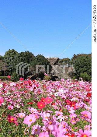 兵庫県赤穂市　東畝有年沖田遺跡公園のコスモス畑 79204565
