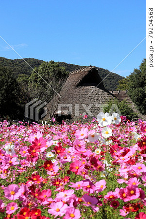 兵庫県赤穂市　東畝有年沖田遺跡公園のコスモス畑 79204568